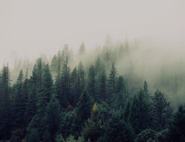 By the Forest